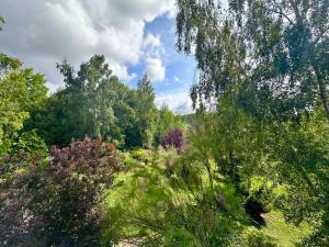 NossenにあるPension&Wellness-Oase-Nossenの晴れた日の樹木と植物の森 +2枚の写真