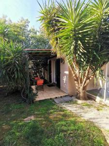a house with a palm tree and a patio at Studio Le Yuka entre Mer et Montagne in Villelongue-dels-Monts