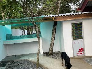 Κατοικίδιο ή κατοικίδια επισκεπτών που μένουν στο Ryo hostel