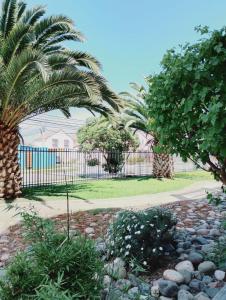 a garden with palm trees and a fence at Cómodo y espacioso departamento en La Serena in La Serena +21 photos
