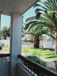 a view of a palm tree from a balcony at Cómodo y espacioso departamento en La Serena in La Serena