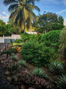 a garden with green plants and a palm tree at Enjoy Studio in Pointe-Noire +29 photos