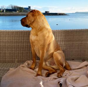 a large brown dog sitting on a blanket at Dog-friendly Seaview Apartment in Dungarvan