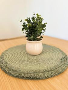 a potted plant sitting on top of a table at Prickly Pear Stays in Merewether - Ranclaud St in Merewether