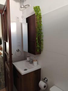 a bathroom with a sink and a green plant at Casa céntrica in Carmelo +6 photos