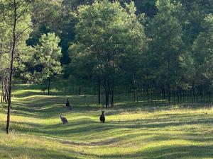 Φυσικό τοπίο κοντά σε αυτή η παραθεριστική κατοικία