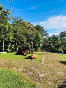 two horses laying on the grass in a park at Acogedora casa en el carmen de Viboral in Carmen de Viboral
