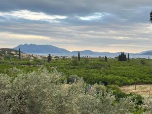 a view of a field with trees and mountains at Olive Hill in Ancient Epidauros
