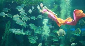 a girl in a mermaid costume swimming in an aquarium at Alice's home Times city in Hanoi