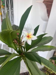 a white and yellow flower on a green plant at Naama Bay in Sharm El Sheikh