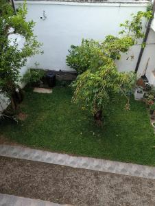 un jardin avec un petit arbre devant une maison dans l'établissement Home in Colombo 06 - Minutes from Everywhere, à Kirillapone