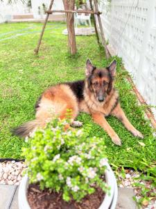 Domácí mazlíčci ubytovaní s hosty v ubytování Na KlongMuang I ณ คลองเมือง