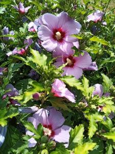 a bunch of pink flowers on a bush at Tout compris 4 pers Bg St Maurice Les Bronzés in Bourg-Saint-Maurice