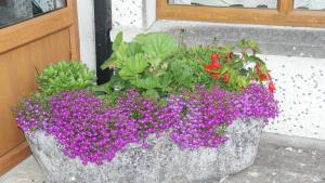 a large pot of purple flowers in front of a door at Rockville in Cashel