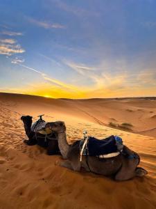 a camel laying in the sand in the desert at Family Berber Camp in Merzouga