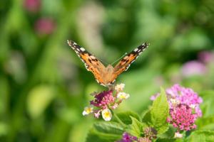 a butterfly perched on top of a flower at The Twin Boutique Hotel in Torre Suda