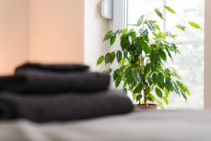 a plant sitting on a table next to a window at White House Apartman Miskolc in Miskolc