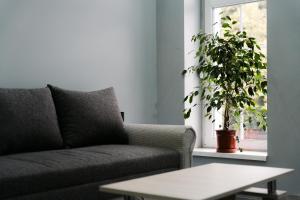 a living room with a couch and a potted plant at White House Apartman Miskolc, Green Room in Miskolc