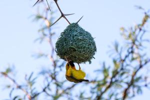 Imagen de la galería de Savanna hills Private Camp, en Windhoek