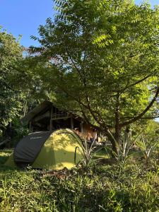 ein Zelt im Gras unter einem Baum in der Unterkunft Fazenda encantado in Mangaratiba
