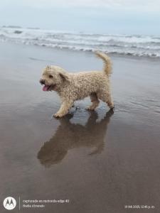 Thú nuôi lưu trú tại Casa cerca a la playa +4 ảnh