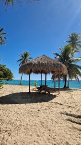 a group of straw umbrellas on a beach with palm trees at KazCoco Marie-Galante in Saint-Louis +14 photos