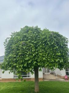 Κήπος έξω από το Maqoco Guesthouse