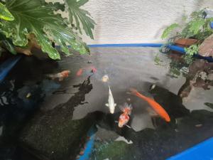 a koi pond with fishes in it at פינוק של סוויטה in Manot