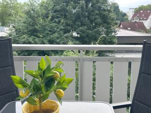 eine Pflanze in einer Vase auf einem Tisch auf einem Balkon in der Unterkunft Ferienwohnung Karma in Kressbronn am Bodensee