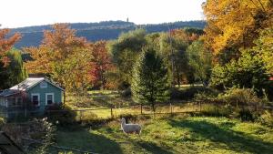 un mouton debout dans l'herbe près d'une maison dans l'établissement Clove Cottages, à Accord