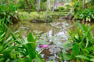 un estanque con una flor rosa en un jardín en EcoBlueprint Garden, en Pannala