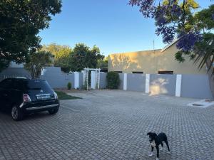 a black dog standing in a driveway next to a car at Peaceful and Luxurious Hidden Cove in Gqeberha