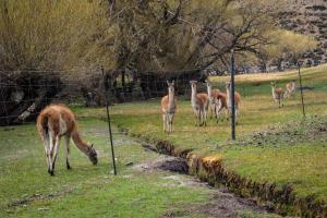 Zvířata v chaty nebo okolí + 9 fotografií