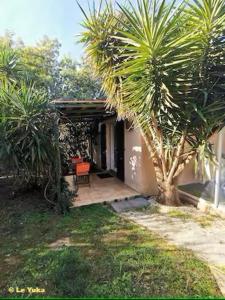 a house with a palm tree in a yard at Studio Le Yuka entre Mer et Montagne in Villelongue-dels-Monts