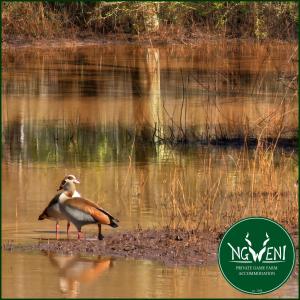 ein paar Vögel stehen im Wasser in der Unterkunft Wellust Bush Cottage at Ngweni Private Game Farm in Hluhluwe