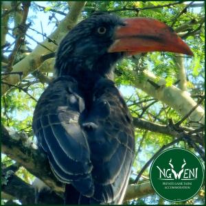 ein schwarzer Vogel mit rotem Schnabel sitzt auf einem Baum in der Unterkunft Wellust Bush Cottage at Ngweni Private Game Farm in Hluhluwe