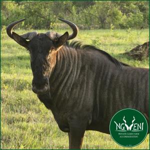 Eine schwarze Kuh mit Hörnern auf einem Feld in der Unterkunft Weltevreden Family Cottage at Ngweni Private Game Farm in Hluhluwe