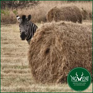 Άλλα ζώα σε αυτό το κάμπινγκ ή στη γύρω περιοχή