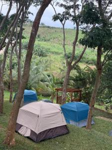 zwei Zelte im Gras zwischen Bäumen in der Unterkunft Adoko Farms Eco Resort in Dewu Asaman