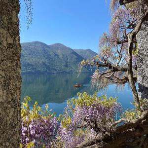a view of a lake from a tree with purple flowers at Lakefront with garden in Oria
