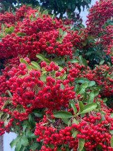 un bouquet de baies rouges sur un arbre dans l'établissement Wolf Cottage Westerham, à Westerham