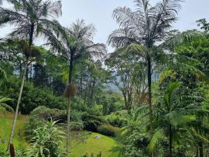un gruppo di palme in una foresta di Rio Habitat - Maria Comprida ad Araras Petropolis