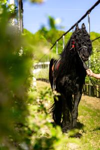 Fotografie z fotogalerie ubytování Pensiunea Ținutul Mărului  + 23 fotografií