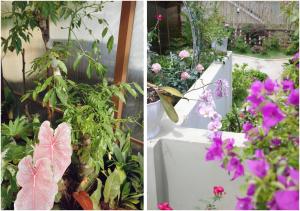 Zahrada ubytování Le Macaron Garden Stay - City Boutique Hotel Da Lat + 16 fotografií