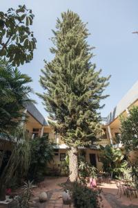 莫雷利亚Hotel Allende Morelia的一座建筑前的松树 更多26张照片