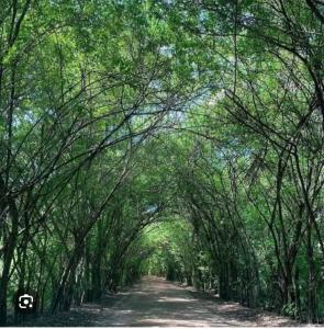 a tunnel of trees over a dirt road at Casa Tunel in Pôrto de Pedras +5 photos