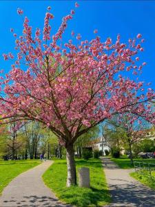 布拉格Spacious Studio with private garden的公园里一棵花粉色的树