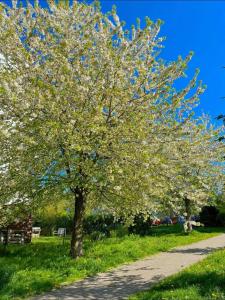 布拉格Spacious Studio with private garden的人行道上一棵花白的树 更多9张照片