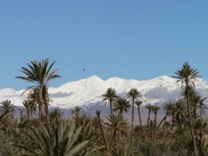 un groupe de palmiers et de montagnes enneigées dans l'établissement Gite Kasbah La Palmeraie, à Skoura