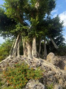 a group of trees with roots and flowers at 与論島の宿とーとぅがなし in Yoron